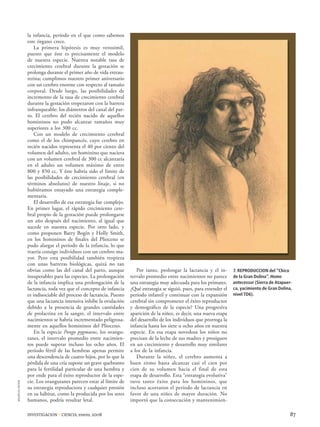 la infancia, período en el que como sabemos
                 este órgano crece.
                     La primera hipótesis es muy verosímil,
                 puesto que éste es precisamente el modelo
                 de nuestra especie. Nuestra notable tasa de
                 crecimiento cerebral durante la gestación se
                 prolonga durante el primer año de vida extrau-
                 terina; cumplimos nuestro primer aniversario
                 con un cerebro enorme con respecto al tamaño
                 corporal. Desde luego, las posibilidades de
                 incremento de la tasa de crecimiento cerebral
                 durante la gestación tropezaron con la barrera
                 infranqueable: los diámetros del canal del par-
                 to. El cerebro del recién nacido de aquellos
                 homininos no pudo alcanzar tamaños muy
                 superiores a los 300 cc.
                     Con un modelo de crecimiento cerebral
                 como el de los chimpancés, cuyo cerebro en
                 recién nacidos representa el 40 por ciento del
                 volumen del adulto, un hominino que naciera
                 con un volumen cerebral de 300 cc alcanzaría
                 en el adulto un volumen máximo de entre
                 800 y 850 cc. Y éste habría sido el límite de
                 las posibilidades de crecimiento cerebral (en
                 términos absolutos) de nuestro linaje, si no
                 hubiéramos ensayado una estrategia comple-
                 mentaria.
                     El desarrollo de esa estrategia fue complejo.
                 En primer lugar, el rápido crecimiento cere-
                 bral propio de la gestación puede prolongarse
                 un año después del nacimiento, al igual que
                 sucede en nuestra especie. Por otro lado, y
                 como proponen Barry Bogin y Holly Smith,
                 en los homininos de ﬁnales del Plioceno se
                 pudo alargar el período de la infancia, lo que
                 traería consigo individuos con un cerebro ma-
                 yor. Pero esta posibilidad también tropieza
                 con unas barreras biológicas, quizá no tan
                 obvias como las del canal del parto, aunque            Por tanto, prolongar la lactancia y el in-       7. REPRODUCCION del “Chico
                 insuperables para las especies. La prolongación     tervalo promedio entre nacimientos no parece        de la Gran Dolina”, Homo
                 de la infancia implica una prolongación de la       una estrategia muy adecuada para los primates.      antecessor (Sierra de Atapuer-
                 lactancia, toda vez que el concepto de infancia     ¿Qué estrategia se siguió, pues, para extender el   ca, yacimiento de Gran Dolina,
                 es indisociable del proceso de lactancia. Puesto    período infantil y continuar con la expansión       nivel TD6).
                 que una lactancia intensiva inhibe la ovulación     cerebral sin comprometer el éxito reproductor
                 debido a la presencia de grandes cantidades         y demográﬁco de la especie? Una progresiva
                 de prolactina en la sangre, el intervalo entre      aparición de la niñez, es decir, una nueva etapa
                 nacimientos se habría incrementado peligrosa-       del desarrollo de los individuos que prorroga la
                 mente en aquellos homininos del Plioceno.           infancia hasta los siete u ocho años en nuestra
                     En la especie Pongo pygmaeus, los orangu-       especie. En esa etapa novedosa los niños no
                 tanes, el intervalo promedio entre nacimien-        precisan de la leche de sus madres y prosiguen
                 tos puede superar incluso los ocho años. El         en un crecimiento y desarrollo muy similares
                 período fértil de las hembras apenas permite        a los de la infancia.
                 una descendencia de cuatro hijos, por lo que la        Durante la niñez, el cerebro aumenta a
                 pérdida de una cría supone un grave quebranto       buen ritmo hasta alcanzar casi el cien por
                 para la fertilidad particular de una hembra y       cien de su volumen hacia el final de esta
                 por ende para el éxito reproductor de la espe-      etapa de desarrollo. Esta “estrategia evolutiva”
                 cie. Los orangutanes parecen estar al límite de     tuvo tanto éxito para los homininos, que
MAURICIO ANTON




                 su estrategia reproductora y cualquier presión      incluso acortaron el período de lactancia en
                 en su hábitat, como la producida por los seres      favor de una niñez de mayor duración. No
                 humanos, podría resultar letal.                     importó que la consecución y mantenimien-

                 INVESTIGACION Y CIENCIA, enero, 2008                                                                                                 87
 