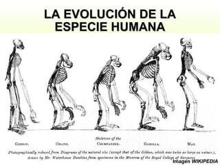 LA EVOLUCIÓN DE LA ESPECIE HUMANA Imagen  WIKIPEDIA 