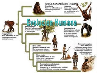 Evolucion Humana 