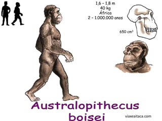 1,6 – 1,8 m
        40 kg
       África
2 – 1.000.000 anos


                650 cm3




                     viaxeaitaca.com
 