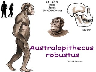 1,5 – 1,7 m
       40 kg
       África
1,5-1.000.000 anos




                                   650 cm3




                     viaxeaitaca.com
 