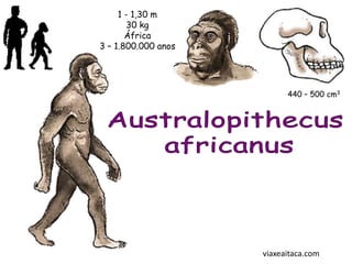 1 - 1,30 m
        30 kg
       África
3 – 1.800.000 anos




                           440 – 500 cm3




                     viaxeaitaca.com
 