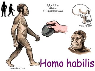 1,2 – 1,5 m
                         África
                  2 – 1.600.000 anos




                                       Ata 775 cm3




viaxeaitaca.com
 