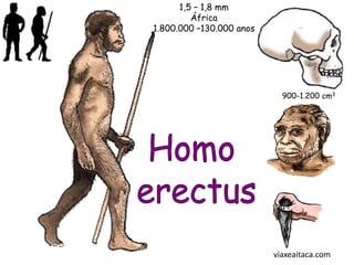 1,5 – 1,8 mm
         África
1.800.000 –130.000 anos




                            900-1.200 cm3




                          viaxeaitaca.com
 