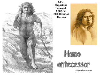 1,7 m
 Capacidad
   craneal
  1.000 cm3
800.000 anos
   Europa




               viaxeaitaca.com
 