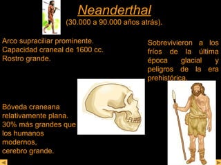 NNeeaannddeerrtthhaall 
(30.000 a 90.000 años atrás). 
Arco supraciliar prominente. 
Capacidad craneal de 1600 cc. 
Rostro grande. 
Sobrevivieron a los 
fríos de la última 
época glacial y 
peligros de la era 
prehistórica. 
Bóveda craneana 
relativamente plana. 
30% más grandes que 
los humanos 
modernos, 
cerebro grande. 
 