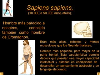 SSaappiieennss ssaappiieennss.. 
(10.000 a 50.000 años atrás). 
Hombre más parecido a 
nosotros, conocido 
también como hombre 
de Cromagnon. 
Eran más altos, esbeltos y menos 
musculosos que los Neanderthaleses. 
Cerebro más pequeño, pero mayor en la 
parte frontal. Esta característica permite 
deducir que poseían una mayor capacidad 
intelectual y estaban en condiciones de 
desarrollar un pensamiento abstracto y un 
lenguaje elaborado. 
 