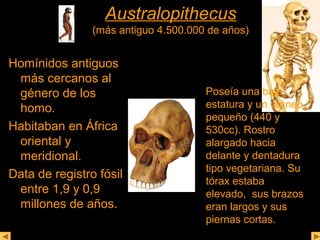 AAuussttrraallooppiitthheeccuuss 
(más antiguo 4.500.000 de años) 
Homínidos antiguos 
más cercanos al 
género de los 
homo. 
Habitaban en África 
oriental y 
meridional. 
Data de registro fósil 
entre 1,9 y 0,9 
millones de años. 
Poseía una baja 
estatura y un cráneo 
pequeño (440 y 
530cc). Rostro 
alargado hacia 
delante y dentadura 
tipo vegetariana. Su 
tórax estaba 
elevado, sus brazos 
eran largos y sus 
piernas cortas. 
 
