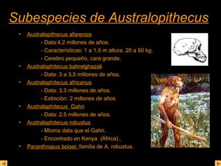 SSuubbeessppeecciieess ddee AAuussttrraallooppiitthheeccuuss 
• Australopithecus afarensis 
- Data:4,2 millones de años. 
- Características: 1 a 1,5 m altura. 20 a 50 kg. 
- Cerebro pequeño, cara grande. 
• Australophitecus bahrelghazali 
- Data: 3 a 3,5 millones de años. 
• Australophitecus africanus 
- Data: 3.3 millones de años. 
- Extinción: 2 millones de años 
• Australaphitecus Gahri 
- Data: 2,5 millones de años. 
• Australophitecus robustus 
- Misma data que el Gahri. 
- Encontrado en Kenya (África). 
• Paranthropus boisei: familia de A. robustus. 
 