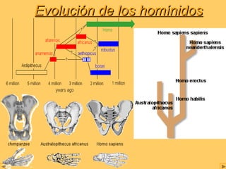 EEvvoolluucciióónn ddee llooss hhoommíínniiddooss 
 