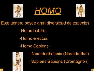 HHOOMMOO 
Este género posee gran diversidad de especies: 
-Homo habilis. 
-Homo erectus. 
-Homo Sapiens: 
- Neanderthalenis (Neanderthal) 
- Sapiens Sapiens (Cromagnon) 
 