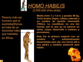 HHOOMMOO HHAABBIILLIISS 
(2.000.000 años atrás). 
Parecía más ser 
humano que el 
australopithecus, 
se trata de un 
homínido hábil, 
que habitaba 
en África. 
Media entre 1 y 1,5 m. y pesaba 40 kg. 
Tenia brazos largos, cabeza redonda y 
un cerebro de tamaño intermedio 
(700cc). La mandíbula no era tan 
maciza, por lo que ya no parecía un 
simio, mayor desarrollo e molares y 
premolares. 
Esta fue la primera especie con un 
cerebro lo suficientemente 
desarrollado para dar una forma útil a 
una piedra y también potencial para 
hablar. 
 