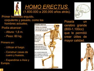 HHOOMMOO EERREECCTTUUSS 
(1.600.000 a 200.000 años atrás). 
Primer homínido erguido, 
corpulento y pesado, como los 
hombres actuales. 
Podía alcanzar: 
- Altura: 1,8 m. 
- Peso: 80 kg. 
Poseía un 
cerebro grande 
(800-1.100cc) 
que le permitió 
crear útiles de 
mayor calidad. Primero en: 
- Utilizar el fuego. 
- Construir casas de 
cuero y huesos. 
- Expandirse a Asia y 
Europa. 
 