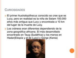 CURIOSIDADES
 El primer Australopithecus conocido se cree que es
Lucy, pero en realidad es la niña de Selam 100.000
años más antigua que Lucy y encontrada a 10 km
del lugar de la muerte de Lucy.
 Los cráneos eran diferentes dependiendo de la
zona geográfica africana. El más desarrollado
encontrado en Taug (Sudáfrica) y los menos en
Hadar(Etiopía y el de Lucy) y Gorge (Kenia)
 