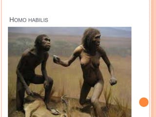 HOMO HABILIS
 