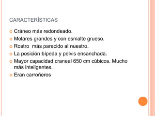 CARACTERÍSTICAS
 Cráneo más redondeado.
 Molares grandes y con esmalte grueso.
 Rostro más parecido al nuestro.
 La posición bípeda y pelvis ensanchada.
 Mayor capacidad craneal 650 cm cúbicos. Mucho
más inteligentes.
 Eran carroñeros
 
