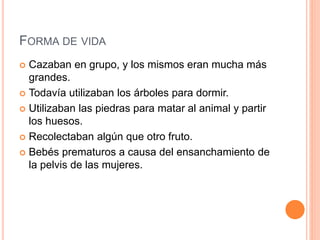 FORMA DE VIDA
 Cazaban en grupo, y los mismos eran mucha más
grandes.
 Todavía utilizaban los árboles para dormir.
 Utilizaban las piedras para matar al animal y partir
los huesos.
 Recolectaban algún que otro fruto.
 Bebés prematuros a causa del ensanchamiento de
la pelvis de las mujeres.
 