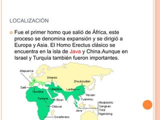 LOCALIZACIÓN
 Fue el primer homo que salió de África, este
proceso se denomina expansión y se dirigió a
Europa y Asia. El Homo Erectus clásico se
encuentra en la isla de Java y China.Aunque en
Israel y Turquía también fueron importantes.
 