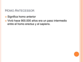 HOMO ANTECESSOR
 Significa homo anterior
 Vivió hace 900.000 años era un paso intermedio
entre el homo erectus y el sapiens.
 