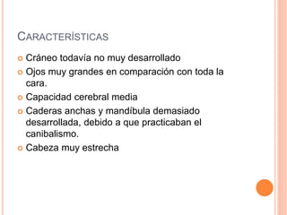 CARACTERÍSTICAS
 Cráneo todavía no muy desarrollado
 Ojos muy grandes en comparación con toda la
cara.
 Capacidad cerebral media
 Caderas anchas y mandíbula demasiado
desarrollada, debido a que practicaban el
canibalismo.
 Cabeza muy estrecha
 