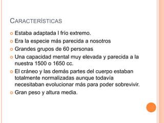 CARACTERÍSTICAS
 Estaba adaptada l frío extremo.
 Era la especie más parecida a nosotros
 Grandes grupos de 60 personas
 Una capacidad mental muy elevada y parecida a la
nuestra 1500 o 1650 cc.
 El cráneo y las demás partes del cuerpo estaban
totalmente normalizadas aunque todavía
necesitaban evolucionar más para poder sobrevivir.
 Gran peso y altura media.
 