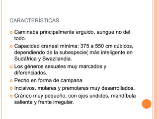 CARACTERÍSTICAS
 Caminaba principalmente erguido, aungue no del
todo.
 Capacidad craneal mínima: 375 a 550 cm cúbicos,
dependiendo de la subespecie( más inteligente en
Sudáfrica y Swazilandia.
 Los géneros sexuales muy marcados y
diferenciados.
 Pecho en forma de campana
 Incisivos, molares y premolares muy desarrollados.
 Cráneo muy pequeño, con ojos undidos, mandíbula
saliente y frente irregular.
 