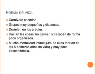 FORMA DE VIDA
 Carnívoro cazador
 Grupos muy pequeños y dispersos.
 Dormían en los árboles
 Hacían las cosas sin pensar, y cazaban de forma
poco organizada.
 Mucha mortalidad infantil,(3/4 de ellos morían en
los 5 primeros años de vida) y muy poca
descendencia.
 