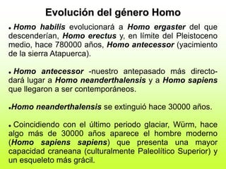 Evolución del género Homo
 Homo habilis evolucionará a Homo ergaster del que
descenderían, Homo erectus y, en límite del Pleistoceno
medio, hace 780000 años, Homo antecessor (yacimiento
de la sierra Atapuerca).
 Homo antecessor -nuestro antepasado más directo-
dará lugar a Homo neanderthalensis y a Homo sapiens
que llegaron a ser contemporáneos.
Homo neanderthalensis se extinguió hace 30000 años.
 Coincidiendo con el último periodo glaciar, Würm, hace
algo más de 30000 años aparece el hombre moderno
(Homo sapiens sapiens) que presenta una mayor
capacidad craneana (culturalmente Paleolítico Superior) y
un esqueleto más grácil.
 