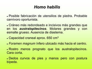 Homo habilis
 Posible fabricación de utensilios de piedra. Probable
carnívoro oportunista.
 Cráneo más redondeado e incisivos más grandes que
en los australopitecinos. Molares grandes y con
esmalte grueso. Ausencia de diastema.
 Capacidad craneal aprox. 650 cm3
 Foramen magnum ínfero ubicado más hacia el centro.
 Rostro menos prognato que los australopitecinos.
Cara corta.
 Dedos curvos de pies y manos pero con postura
bípeda.
 