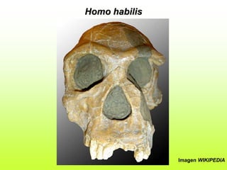Homo habilis
Imagen WIKIPEDIA
 