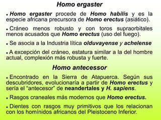 Homo ergaster
 Homo ergaster procede de Homo habilis y es la
especie africana precursora de Homo erectus (asiático).
 Cráneo menos robusto y con toros supraorbitales
menos acusados que Homo erectus (uso del fuego).
 Se asocia a la Industria lítica olduvayense y achelense
 A excepción del cráneo, estatura similar a la del hombre
actual, complexión más robusta y fuerte.
Homo antecessor
 Encontrado en la Sierra de Atapuerca. Según sus
descubridores, evolucionaría a partir de Homo erectus y
sería el “antecesor” de neandertales y H. sapiens.
 Rasgos craneales más modernos que Homo erectus.
 Dientes con rasgos muy primitivos que los relacionan
con los homínidos africanos del Pleistoceno Inferior.
 
