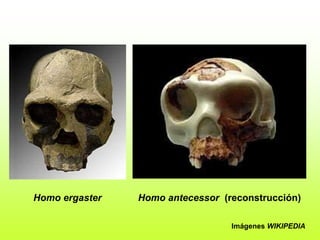 Homo ergaster Homo antecessor (reconstrucción)
Imágenes WIKIPEDIA
 