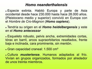 Homo neanderthalensis
 Especie extinta. Habitó Europa y parte de Asia
occidental desde hace 230.000 hasta hace 28.000 años.
(Pleistoceno medio y superior) convivió en Europa con
el Hombre de Cro-Magnon (Homo sapiens).
 Tendría su origen en el Homo heidelbergensis y este
en el Homo antecessor
 Esqueleto robusto, pelvis ancha, extremidades cortas,
tórax en barril, arcos supraorbitarios resaltados, frente
baja e inclinada, cara prominente, sin mentón.
 Gran capacidad craneal: 1.500 cm³
 Cultura musteriense. Humanos adaptados al frío.
Vivían en grupos organizados, formados por alrededor
de unos treinta miembros.
 