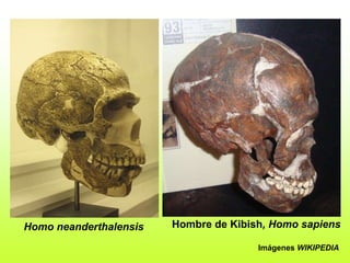 Homo neanderthalensis Hombre de Kibish, Homo sapiens
Imágenes WIKIPEDIA
 