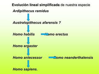 Evolución lineal simplificada de nuestra especie
Ardipithecus ramidus
Australopithecus afarensis ?
Homo habilis Homo erectus
Homo ergaster
Homo antecessor Homo neanderthalensis
Homo sapiens.
 