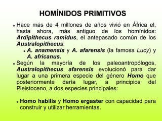 HOMÍNIDOS PRIMITIVOS
 Hace más de 4 millones de años vivió en África el,
hasta ahora, más antiguo de los homínidos:
Ardipithecus ramidus, el antepasado común de los
Australopithecus:
 A. anamensis y A. afarensis (la famosa Lucy) y
A. africanus.
 Según la mayoría de los paleoantropólogos,
Australopithecus afarensis evolucionó para dar
lugar a una primera especie del género Homo que
posteriormente daría lugar, a principios del
Pleistoceno, a dos especies principales:
 Homo habilis y Homo ergaster con capacidad para
construir y utilizar herramientas.
 