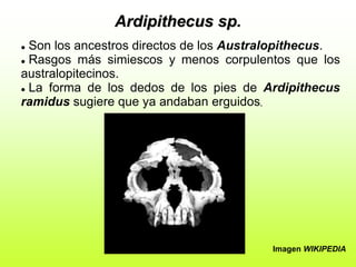  Son los ancestros directos de los Australopithecus.
 Rasgos más simiescos y menos corpulentos que los
australopitecinos.
 La forma de los dedos de los pies de Ardipithecus
ramidus sugiere que ya andaban erguidos,
Ardipithecus sp.
Imagen WIKIPEDIA
 