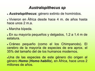 Australopithecus sp
 Australopithecus: género extinto de homínidos.
 Vivieron en África desde hace 4 m. de años hasta
hace unos 2 m.a.
 Marcha bípeda.
 En su mayoría pequeños y delgados, 1.2 a 1.4 m de
estatura.
 Cráneo pequeño (como el los Chimpancés). El
cerebro de la mayoría de especies de era aprox. el
35% del tamaño del de los humanos modernos.
Una de las especies de este género dio origen al
género Homo (Homo habilis), en África, hace unos 2
millones de años.
 