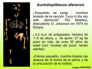 Australopithecus afarensis
 Esqueleto de Lucy , (nombre
tomado de la canción "Lucy in the sky
with diamonds" The Beatles),
descubierto D. Johanson en 1974 en
Etiopía.
 3,2 m,a. de antigüedad, hembra de
1 m de altura, y de aprox. 27 kg de
peso en vida, de unos 20 años de
edad (con “muelas del juicio” recién
salidas).
Cráneo pequeño, marcha bípeda (se
deduce de la forma de la pelvis y de
la articulación de la rodilla).
Imagen WIKIPEDIA
 