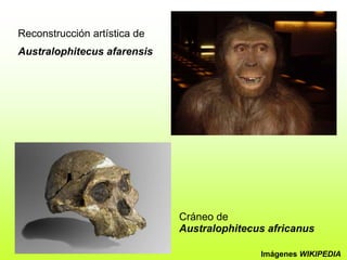 Reconstrucción artística de
Australophitecus afarensis
Cráneo de
Australophitecus africanus
Imágenes WIKIPEDIA
 