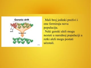 •Mali broj jedinki preživi i
one formiraju novu
populaciju.
•Neki genski aleli mogu
nestati u narednoj populaciji a
retki aleli mogu postati
učestali.
 