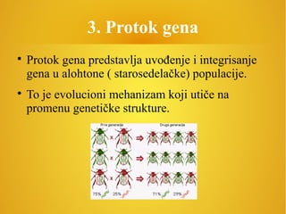 3. Protok gena

Protok gena predstavlja uvođenje i integrisanje
gena u alohtone ( starosedelačke) populacije.

To je evolucioni mehanizam koji utiče na
promenu genetičke strukture.
 