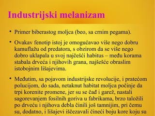 Industrijski melanizam

Primer biberastog moljca (beo, sa crnim pegama).

Ovakav fenotip istoj je omogućavao više nego dobru
kamuflažu od predatora, s obzirom da se više nego
dobro uklapala u svoj najčešći habitus – među korama
stabala drveća i njihovih grana, najšešće obraslim
istobojnim lišajevima.

Međutim, sa pojavom industrijske revolucije, i pratećom
polucijom, do sada, netaknut habitat moljca počinje da
trpi korenite promene, jer su se čađ i garež, nastali
sagorevanjem fosilnih goriva u fabrikama, brzo taložili
po drveću i njihova debla činili još tamnijim, pri čemu
su, dodatno, i lišajevi iščezavali čineći boju kore koju su
 