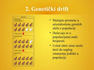 2. Genetički drift

Slučajne promene u
učestalostima genskih
alela u populaciji.

Dešavaju se u
populacijama male
brojnosti.

Usled oštre zime može
doći do naglog
smanjenja jedinki u
populaciji.
 