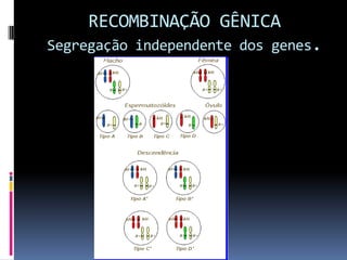 RECOMBINAÇÃO GÊNICA
Segregação independente dos genes.

 