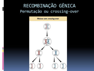 RECOMBINAÇÃO GÊNICA
Permutação ou crossing-over

 