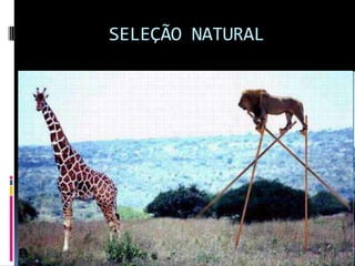 SELEÇÃO NATURAL

 