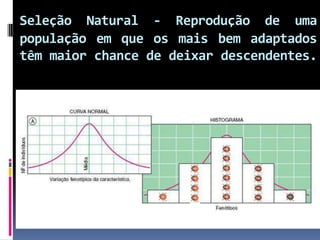 Seleção Natural - Reprodução de uma
população em que os mais bem adaptados
têm maior chance de deixar descendentes.

 