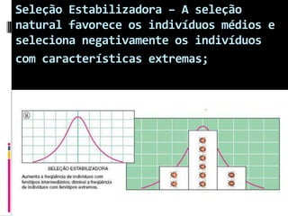 Seleção Estabilizadora – A seleção
natural favorece os indivíduos médios e
seleciona negativamente os indivíduos
com características extremas;

 