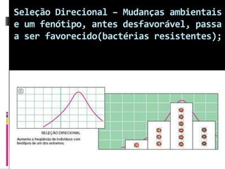 Seleção Direcional – Mudanças ambientais
e um fenótipo, antes desfavorável, passa
a ser favorecido(bactérias resistentes);

 